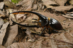 Dynastes neptunus