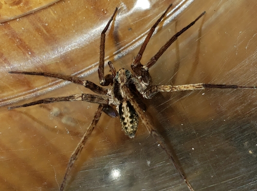 Florida Wandering Spider photo 2