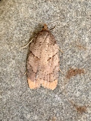 Acleris maccana