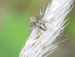 Oxyopes heterophthalmus