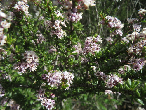 Image of Ceanothus ophiochilus by no rights reserved