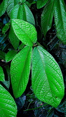 Cordia nodosa
