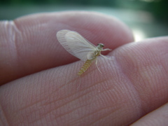 Ephemerella dorothea