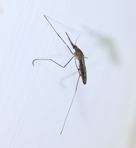 Walker's Anopheles photo 5