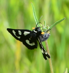 Alypia mariposa