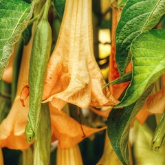 Brugmansia versicolor