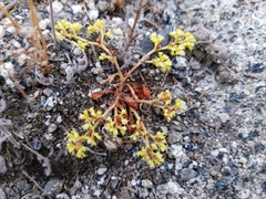 Chorizanthe procumbens