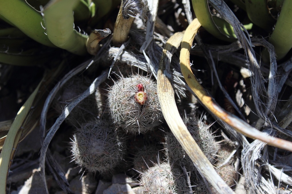 Coryphantha pseudechinus, México