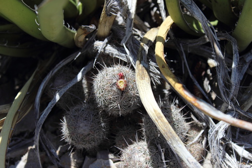 Coryphantha pseudechinus
