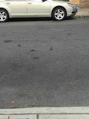 Passer domesticus