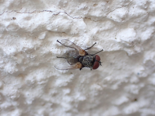 Opesia cana