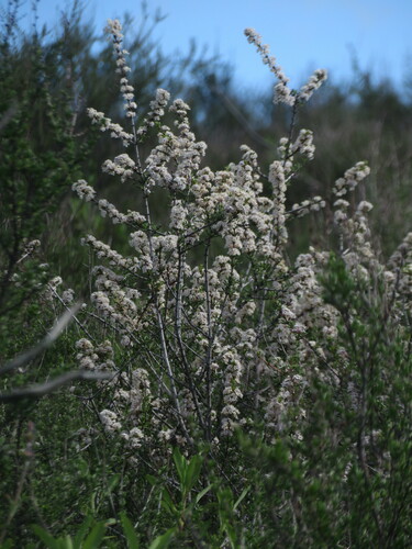 Vail Lake ceanothus (Ceanothus ophiochilus)