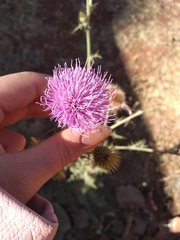 Cirsium rhaphilepis