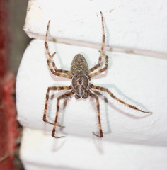 Araneus cavaticus