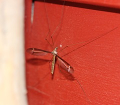 Tipula tricolor