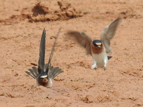 Golondrina risquera (Petrochelidon pyrrhonota)