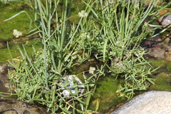 Perideridia californica