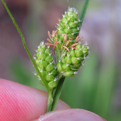 Carex hirsutella