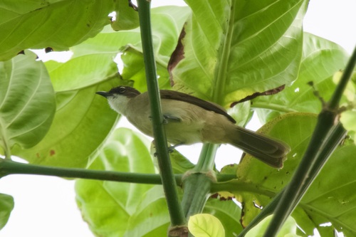 Simple Greenbul (Chlorocichla simplex), photo 9