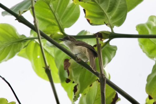 Simple Greenbul (Chlorocichla simplex), photo 3