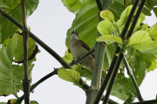 Simple Greenbul (Chlorocichla simplex), photo 9