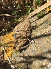 Ocneropsis bethlehemita