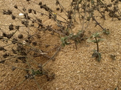 Verbascum pinnatifidum