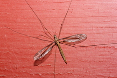 Tipula tricolor