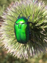 Protaetia cuprea ignicollis
