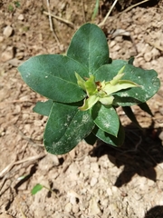 Arctostaphylos pallida