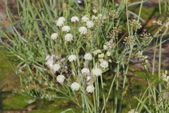 Perideridia californica