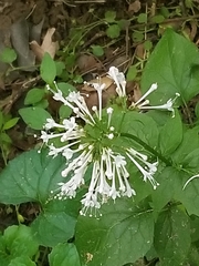 Valeriana pauciflora