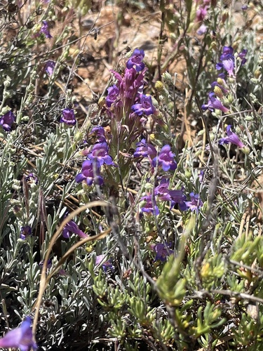 California beardtongue (Penstemon californicus)