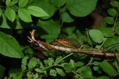 Magicicada septendecim