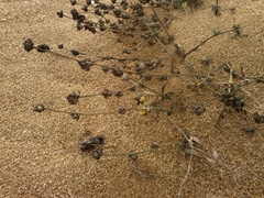 Verbascum pinnatifidum