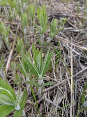 Veronicastrum virginicum