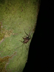 Pleioplectron hudsoni