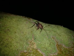 Pleioplectron hudsoni