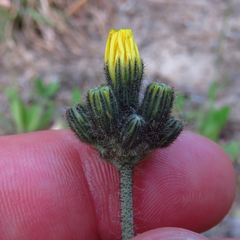 Pilosella caespitosa