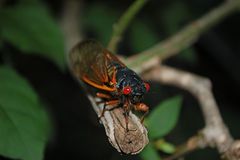 Magicicada septendecim