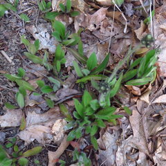 Pilosella caespitosa