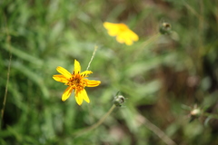 Thelesperma filifolium