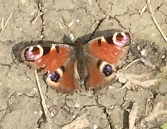 Aglais io