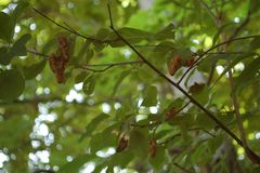 Magicicada septendecim