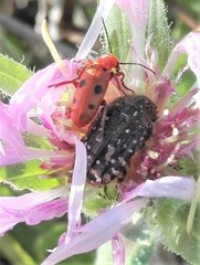 Leptopalpus rostratus