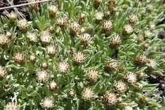 Antennaria dimorpha
