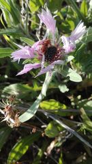 Leptopalpus rostratus