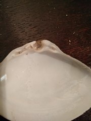 Scissodesma spengleri