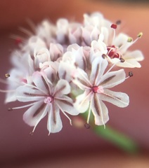 Eriogonum nortonii
