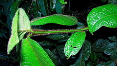 Cordia nodosa